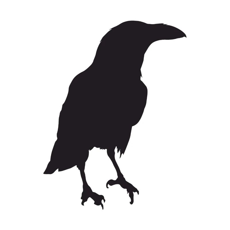 Krähe IV