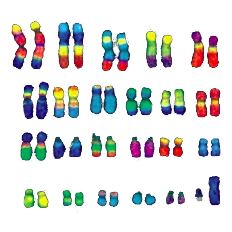 Chromosom
