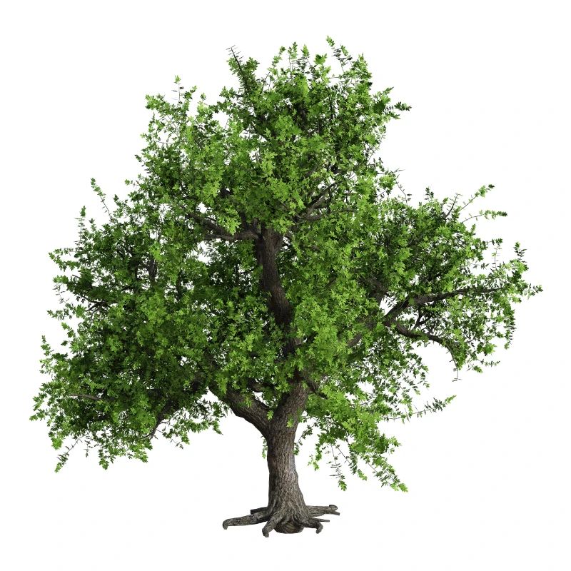 Bäume