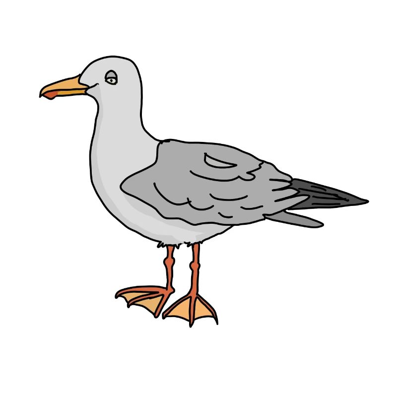 Möwe