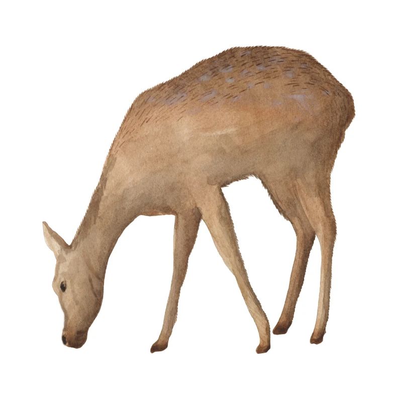 Roe deer
