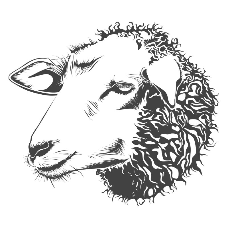 sheep110