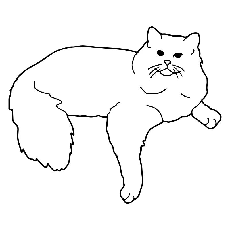 ragdoll