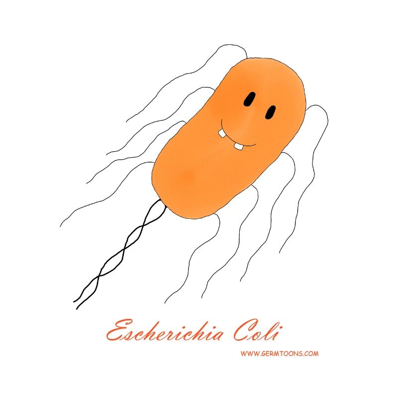 E. coli / Escherichia coli - bacterium