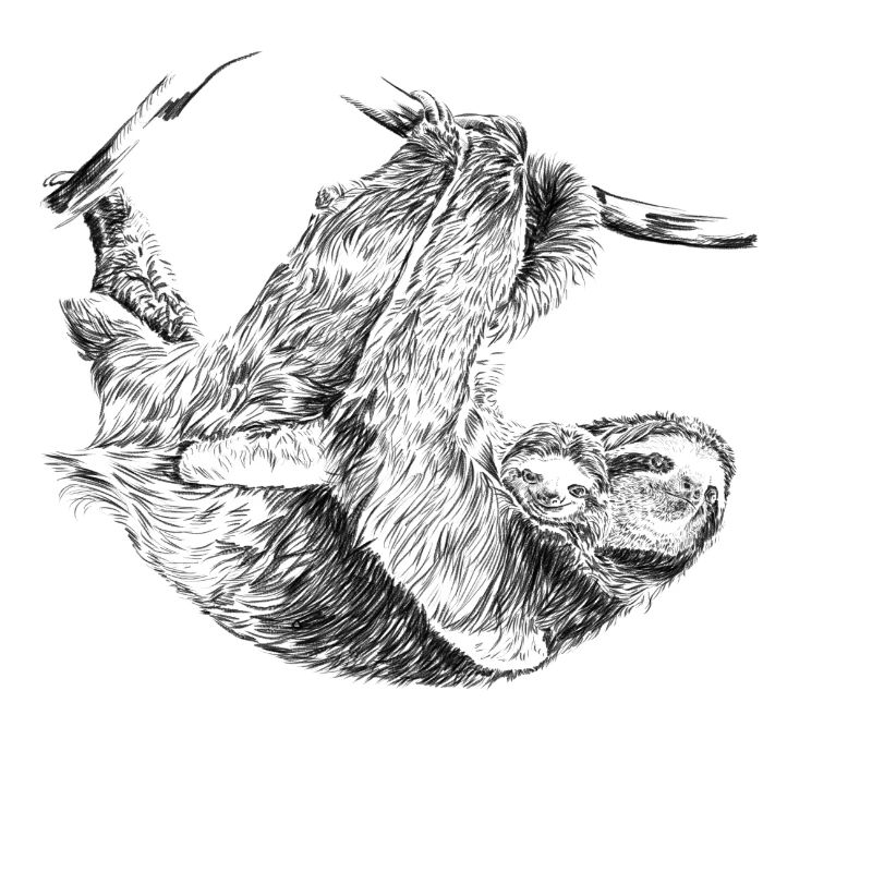 Sloth