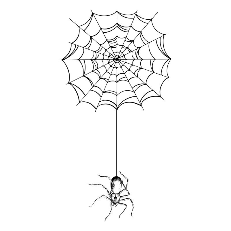 Spinne - Spinnennetz - Spider