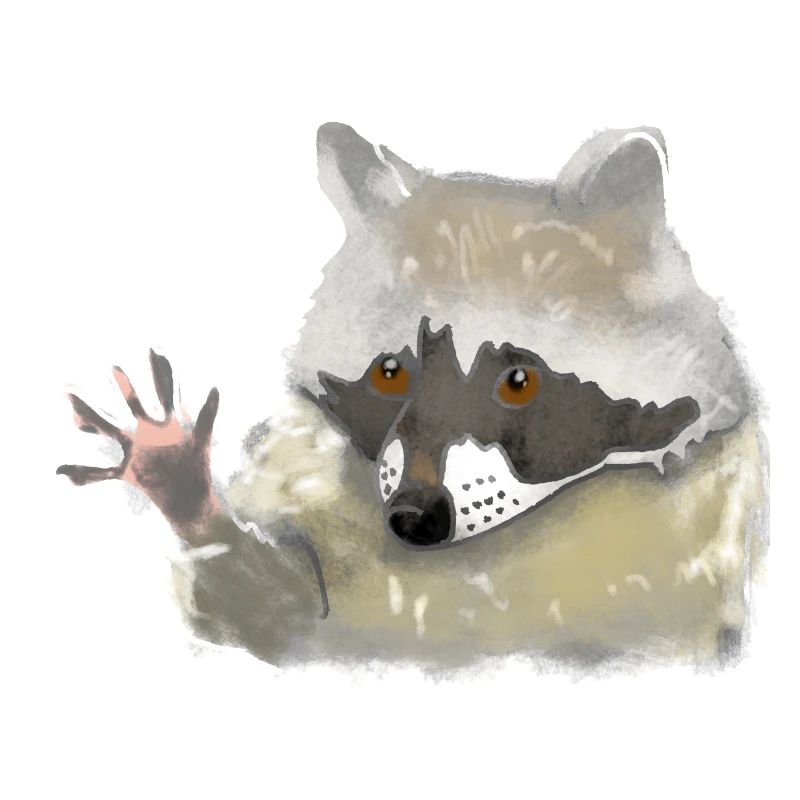 Waschbär