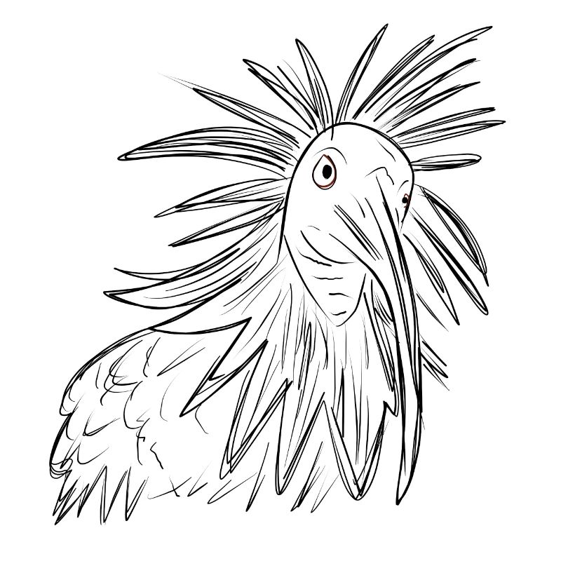 Waldrapp Vogel Zeichnung