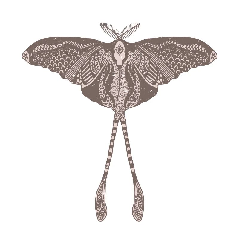Papillon de lune chinois - Luna Moon Moth