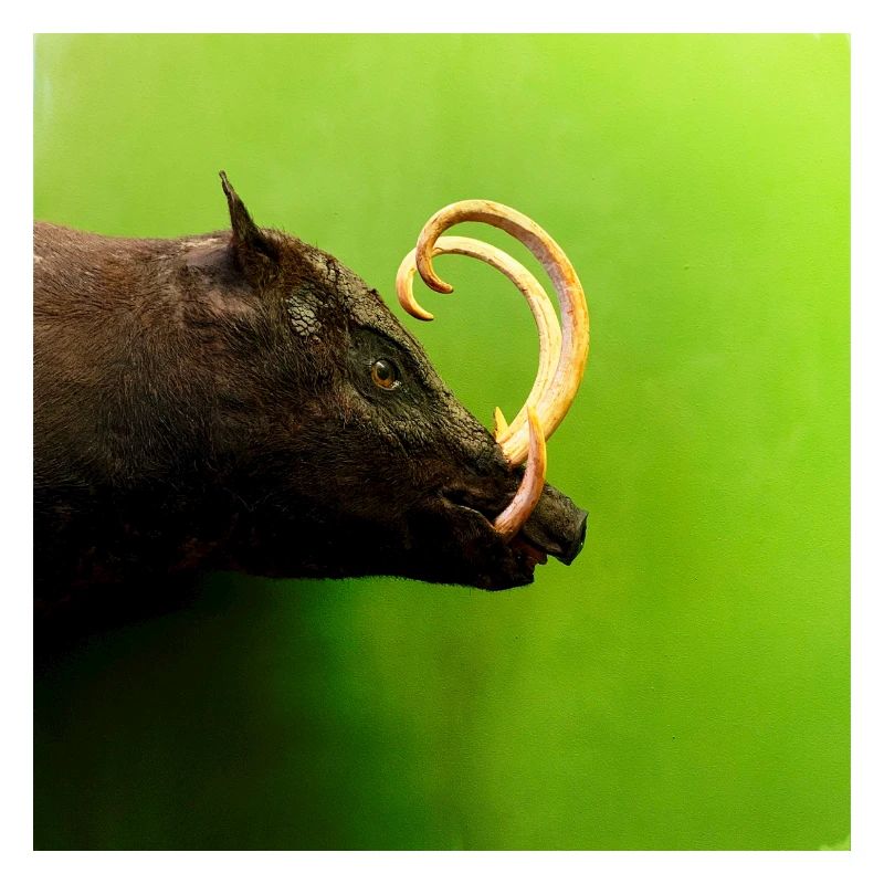 Sanglier