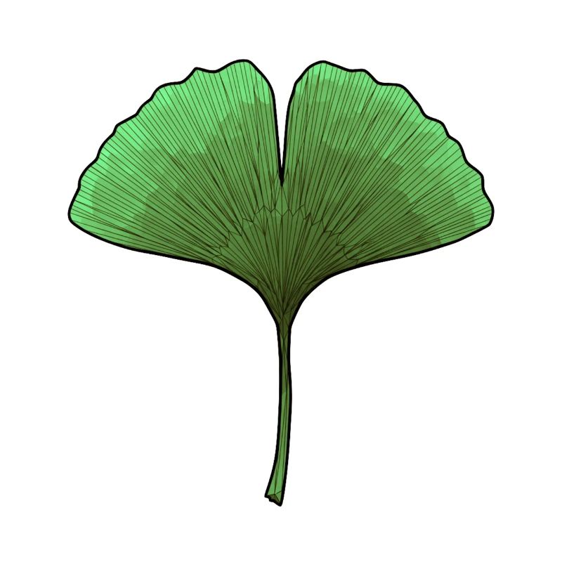 Ginkgo Fächerblatt Aura