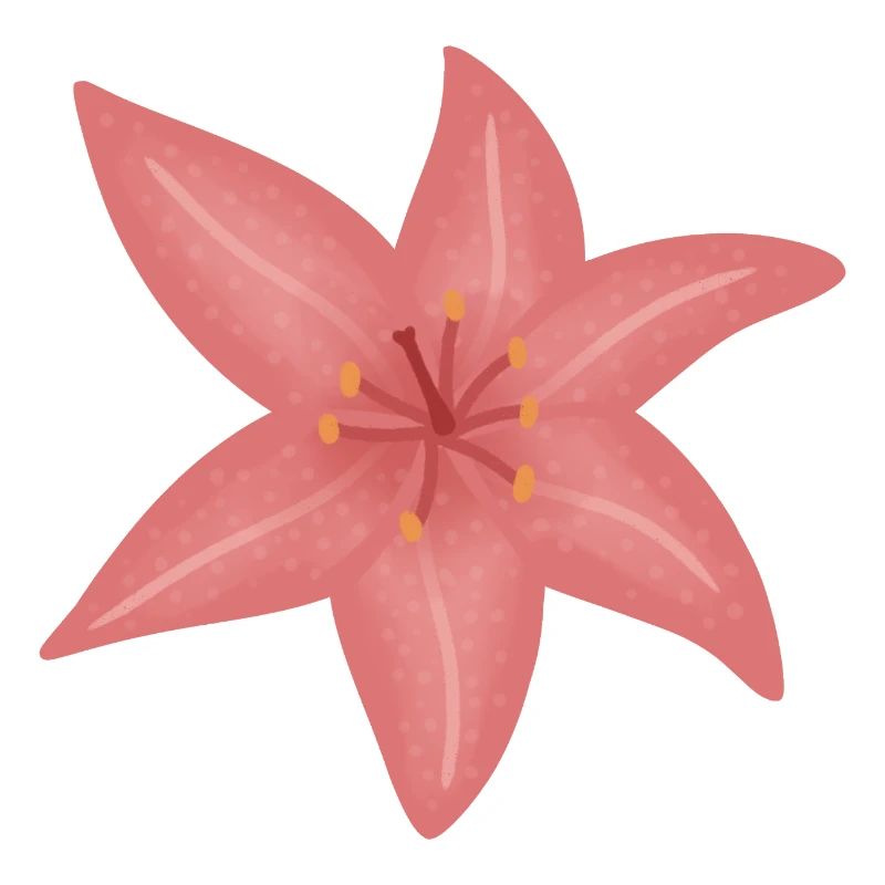 Pink Lily Bloom Illustration