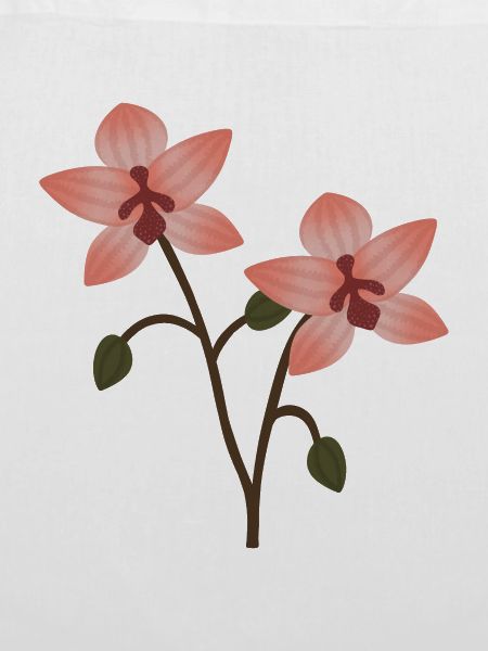 Pastellorchideenblüte