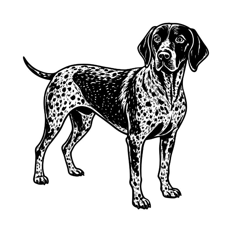 Deutscher Kurzhaar-Pointer