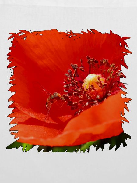 Roter Mohn mit getarnter Schwebfliege