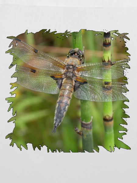 Libelle auf Schachtelhalm