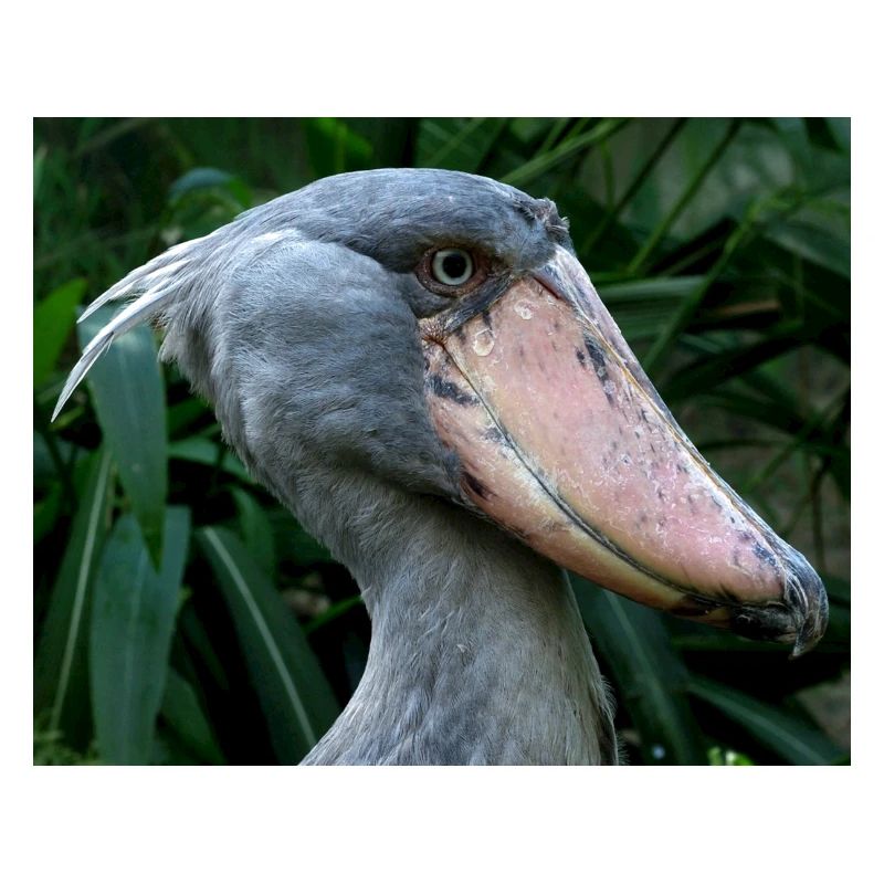 Schuhschnabelstorch