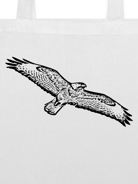 Raubvogel Bussard Buzzard Bird