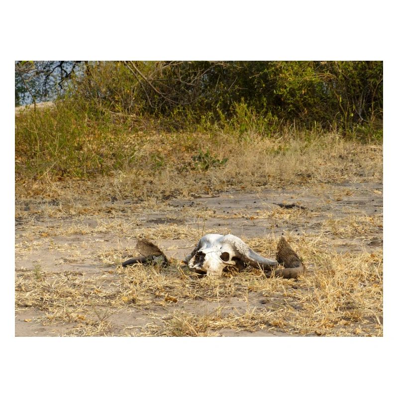 Schädel eines Kapbüffels Landschaft in Namibia