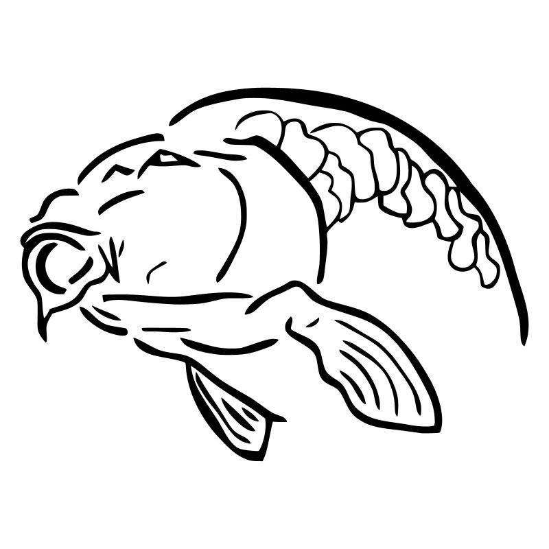 carp4