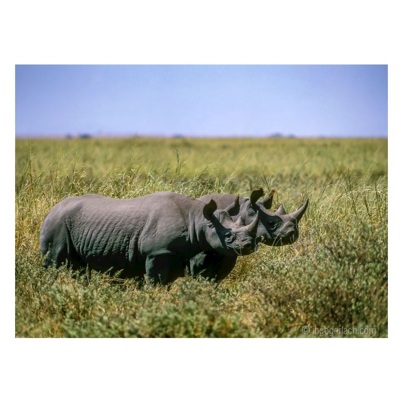Spitzmaul-Nashörner Kenya