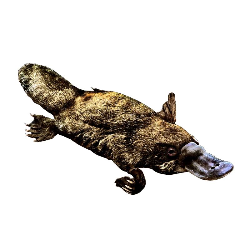 Schnabeltier