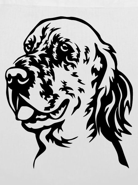 Englischer Setter Kopf