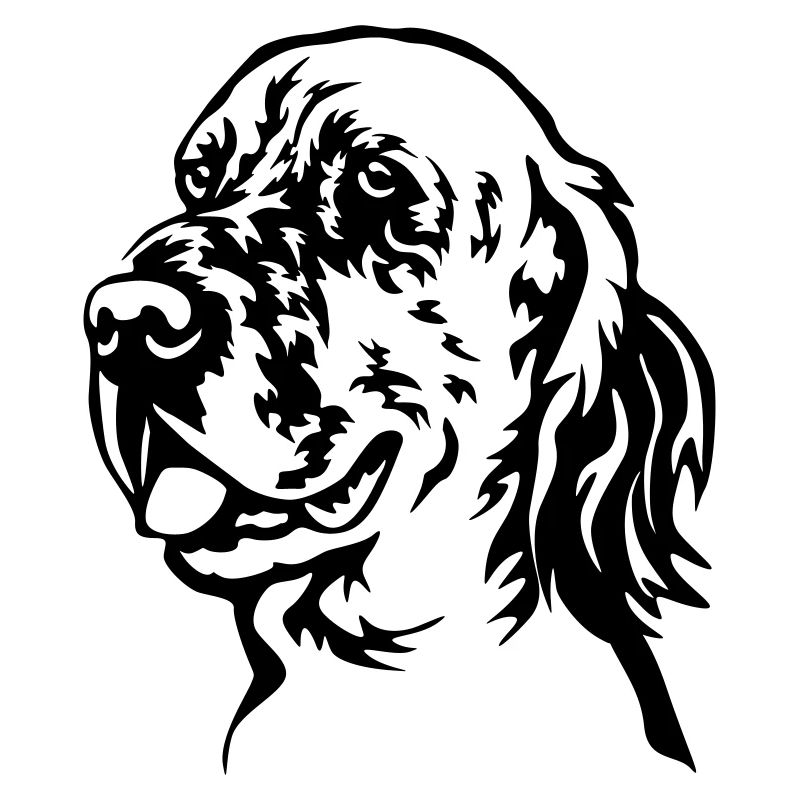 Englischer Setter Kopf