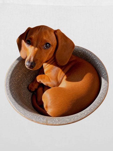 Dackel Kuschelpfote Napfdesign