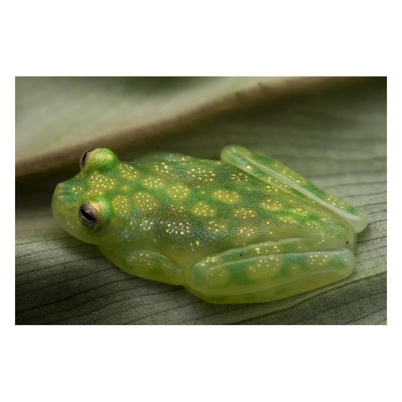 Hyalinobatrachium valerioi - Glasfrosch