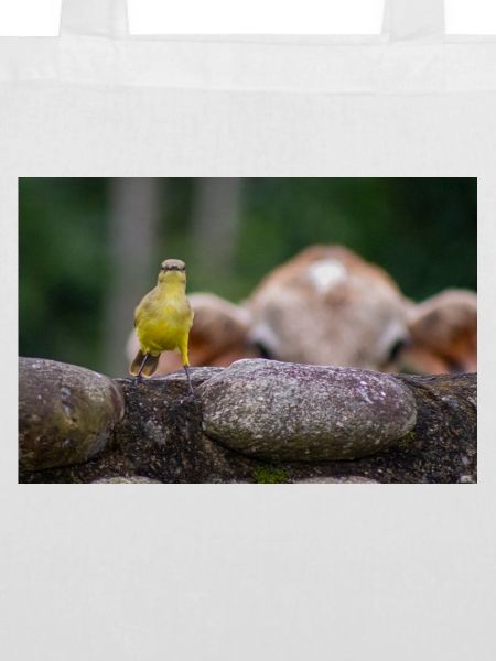 Der Vogel und das Kalb