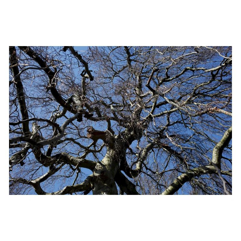 Kahler Baum