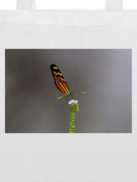 Der Schmetterling auf der Blume