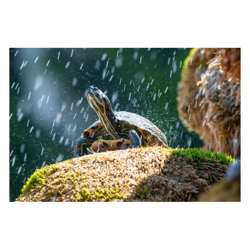 Yellow-bellied slider Trachemys scripta scripta