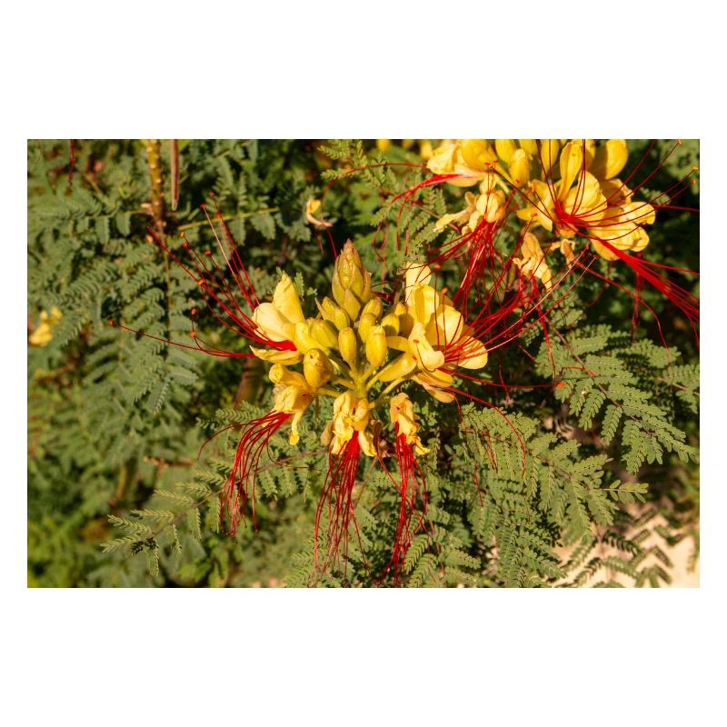 Paradiesvogel Erythrostemon gilliesii