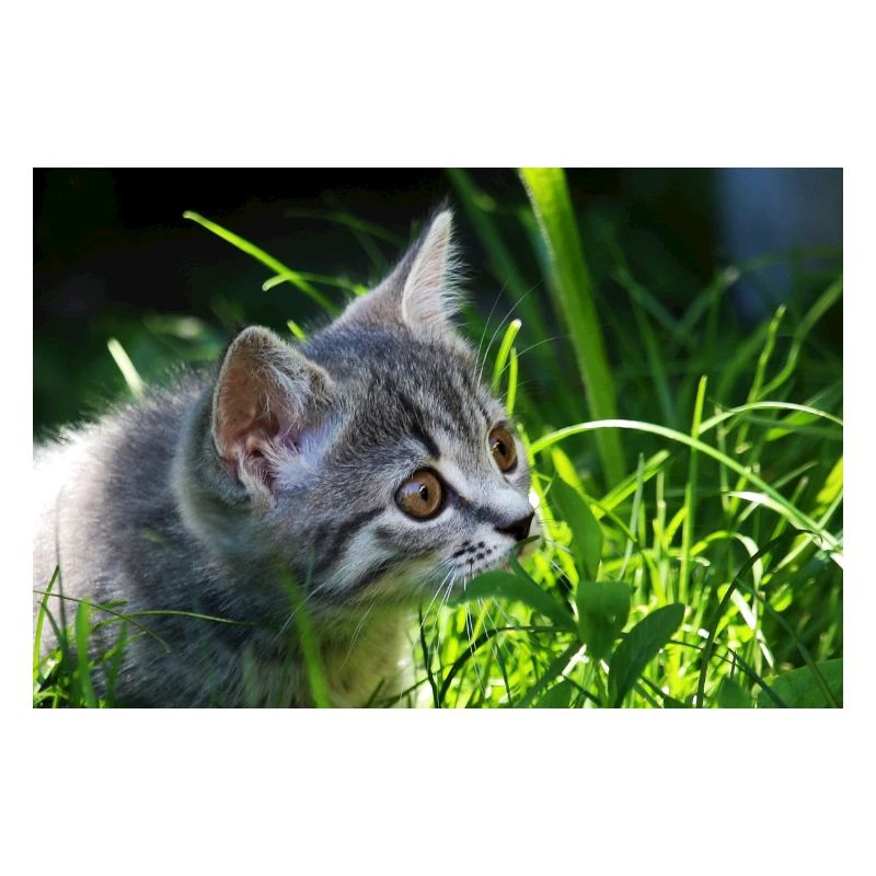 Katzen, Isibat
