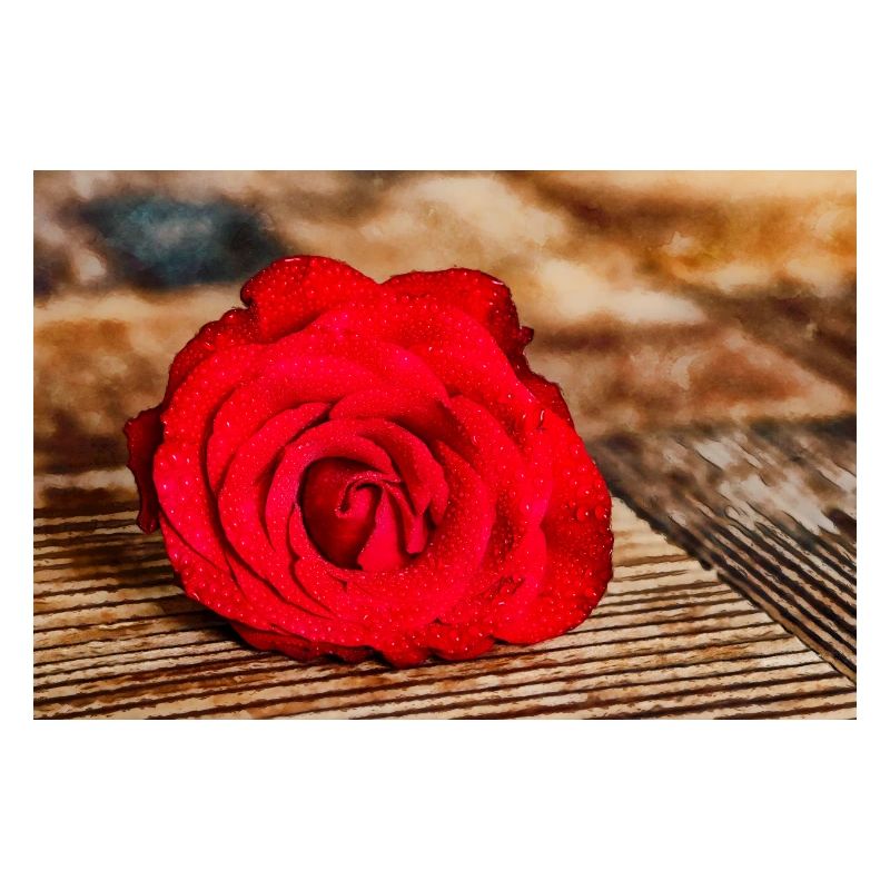 Rote Rose