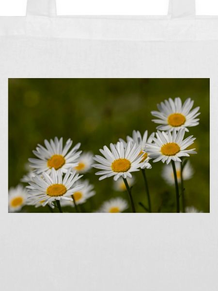 Margeriten