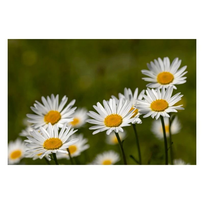 Margeriten