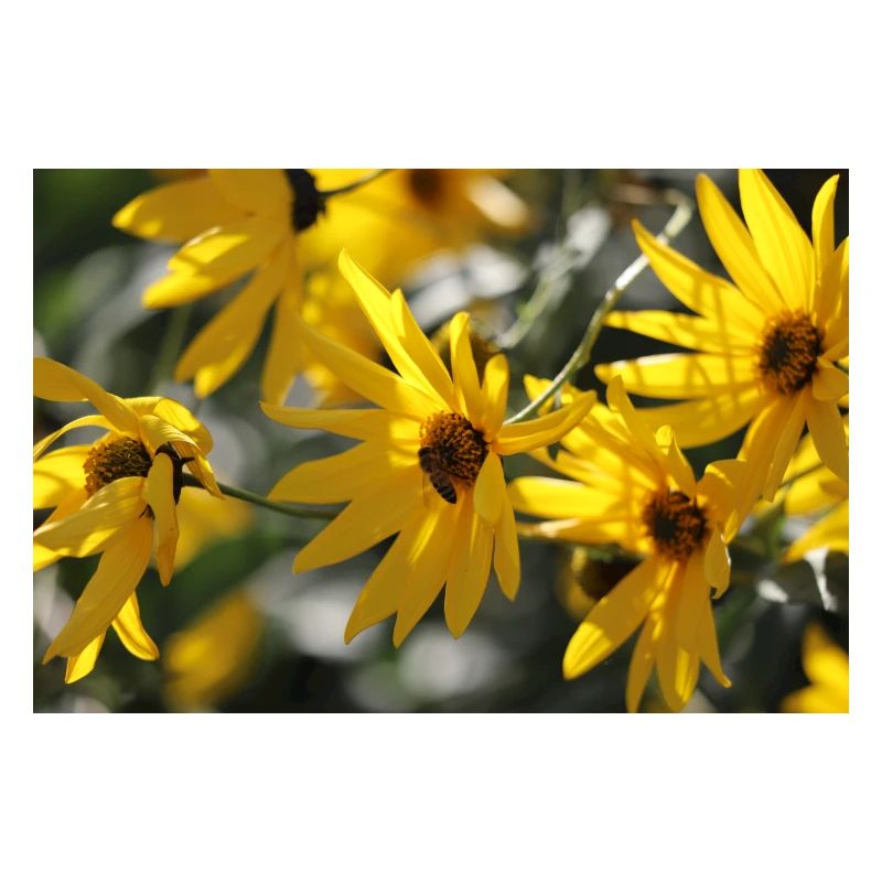 Bienen Blumen