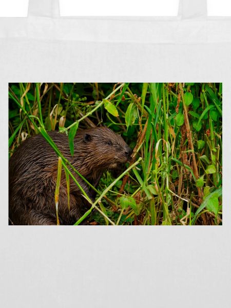 Beavers 2