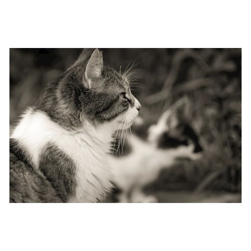 portrait de chats