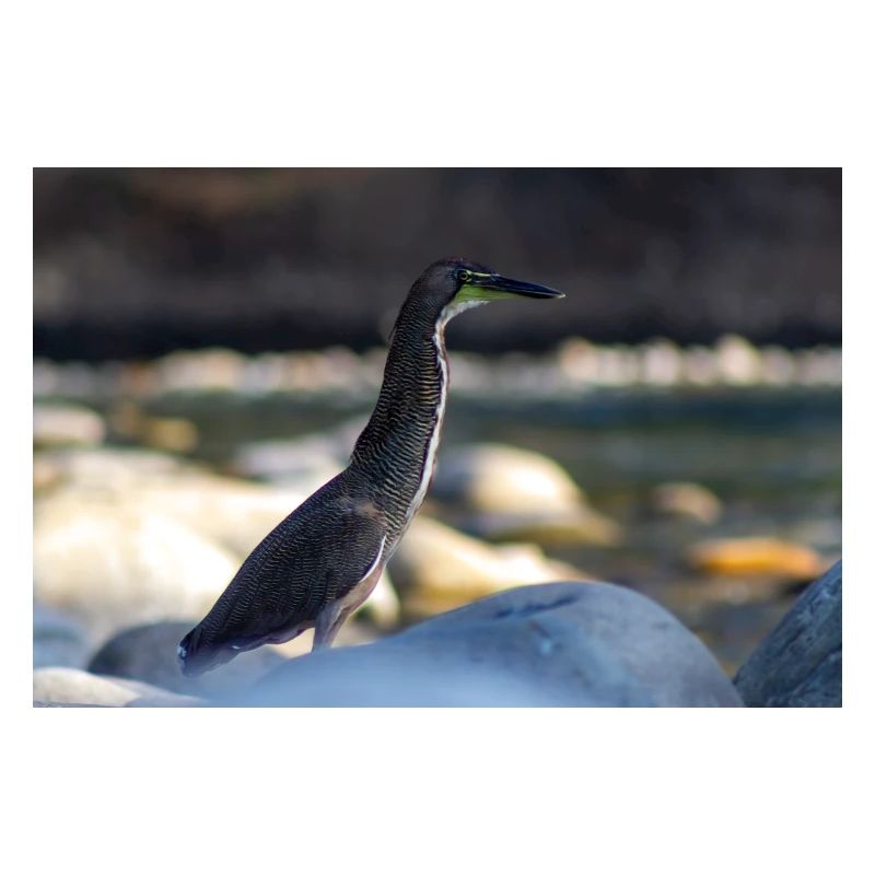Der Reiher