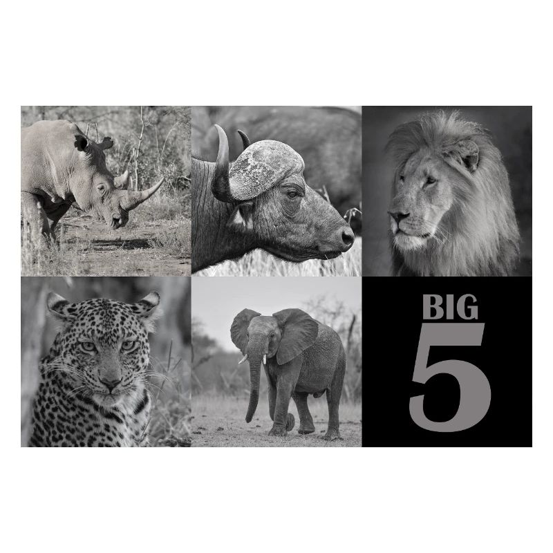 Afrikas Big 5