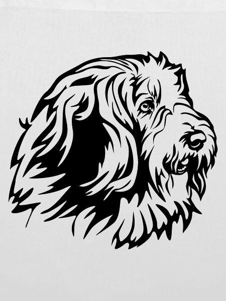 Bearded Collie Kopf