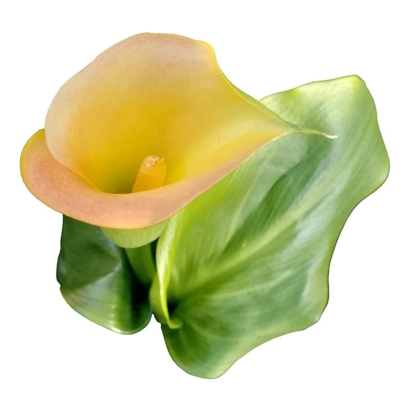 LYS CALLA JAUNE