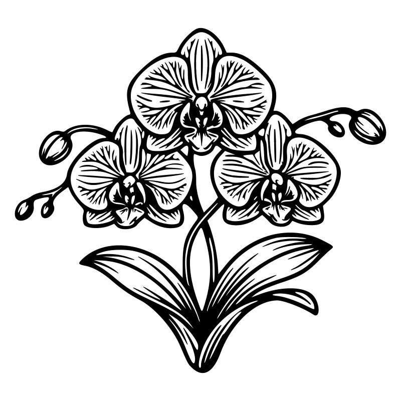 Orchidée 