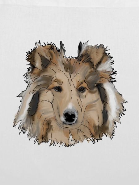 Collie