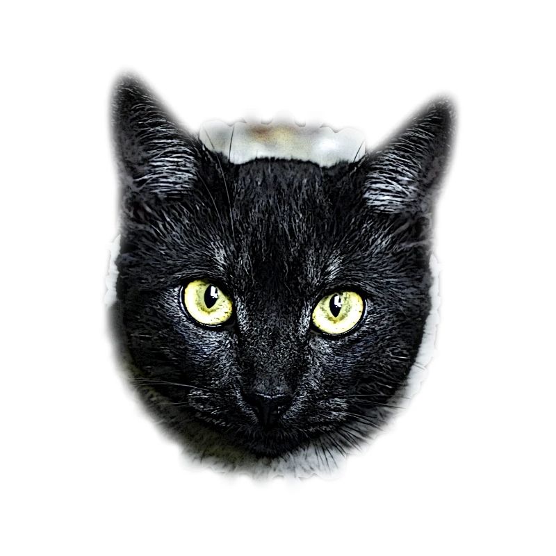 black cat black cat