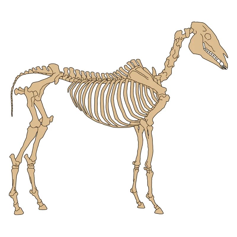 Cheval Squelette Paléolithique